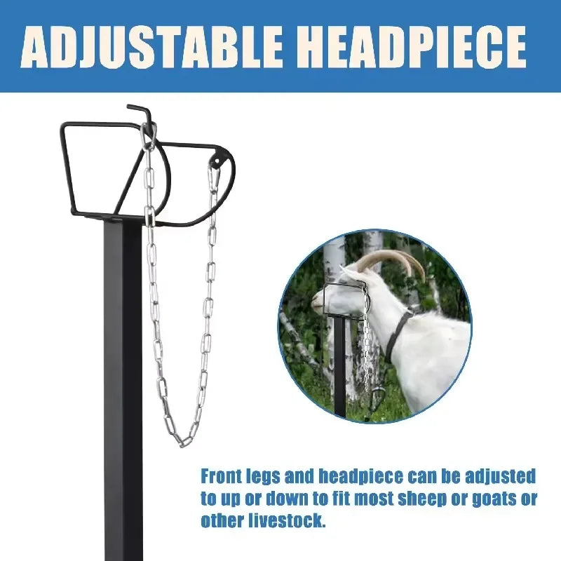 Sheep Lambs Goats Metal Livestock Milking Trimming Stand