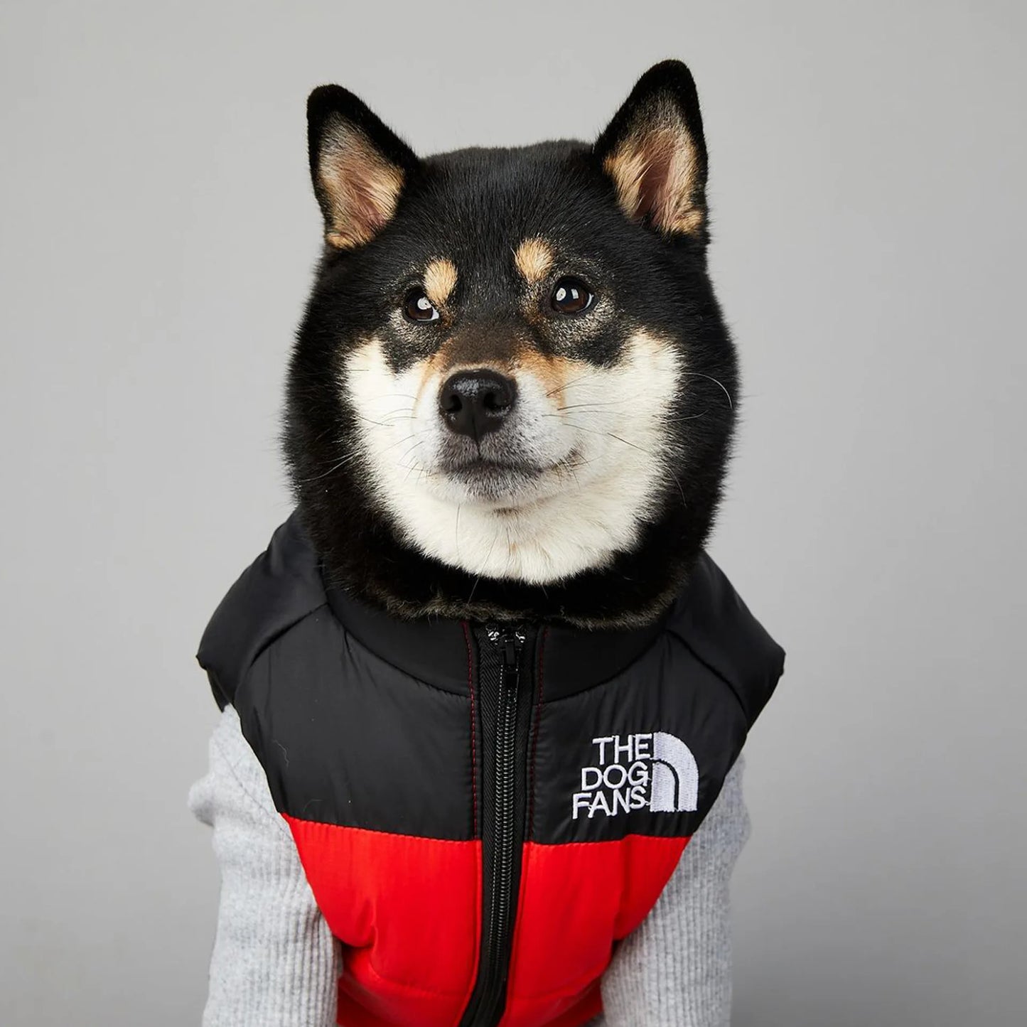 CN Zhejiang Dog Face Toys Cute Accessories for Pets Gear