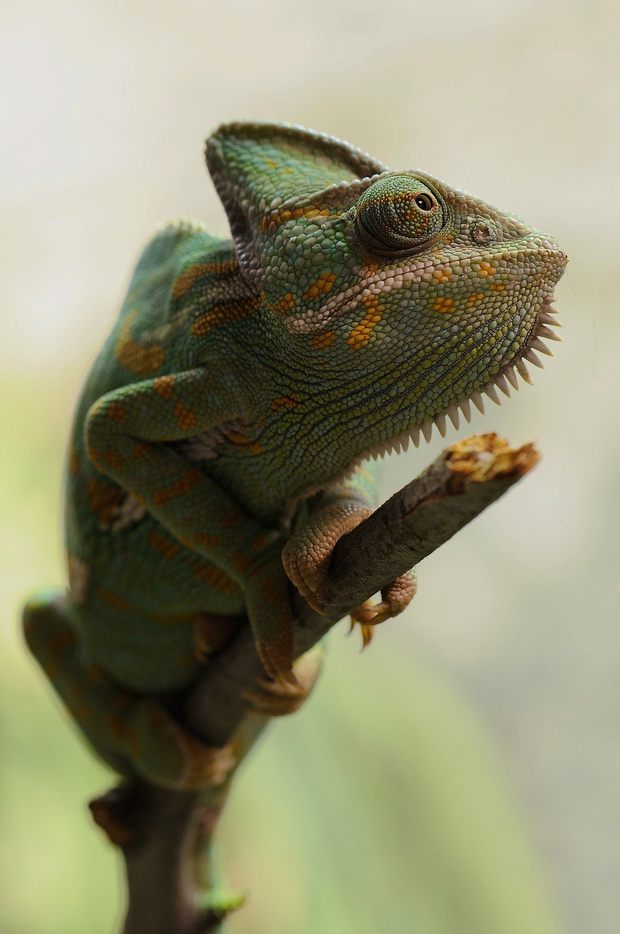 Reptiles